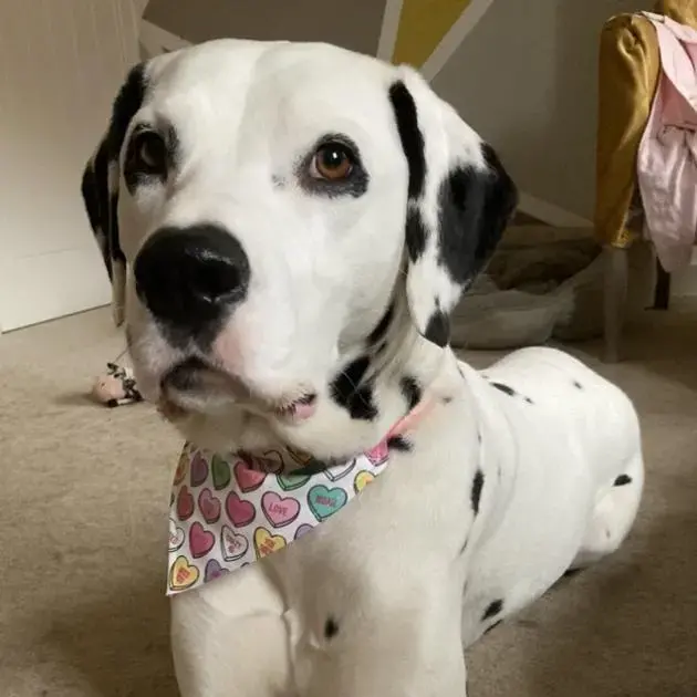 Dalmatian