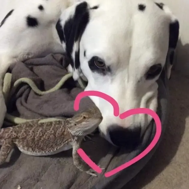 Dalmatian