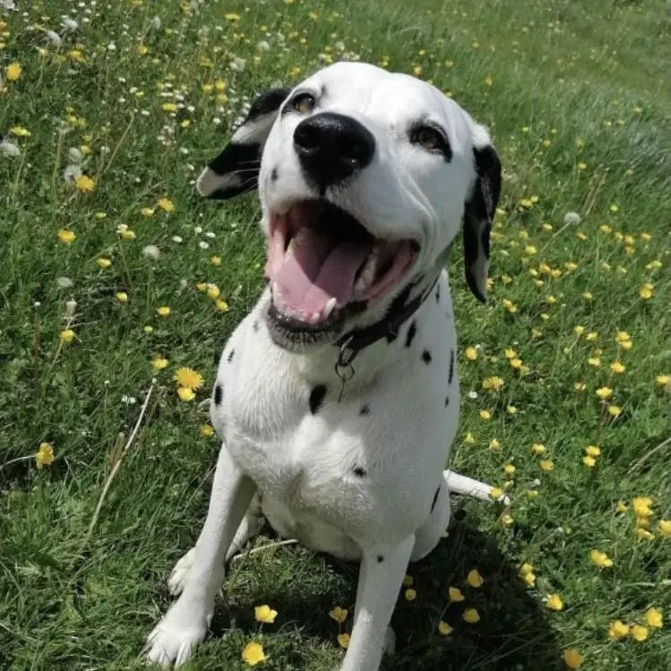 Dalmatian