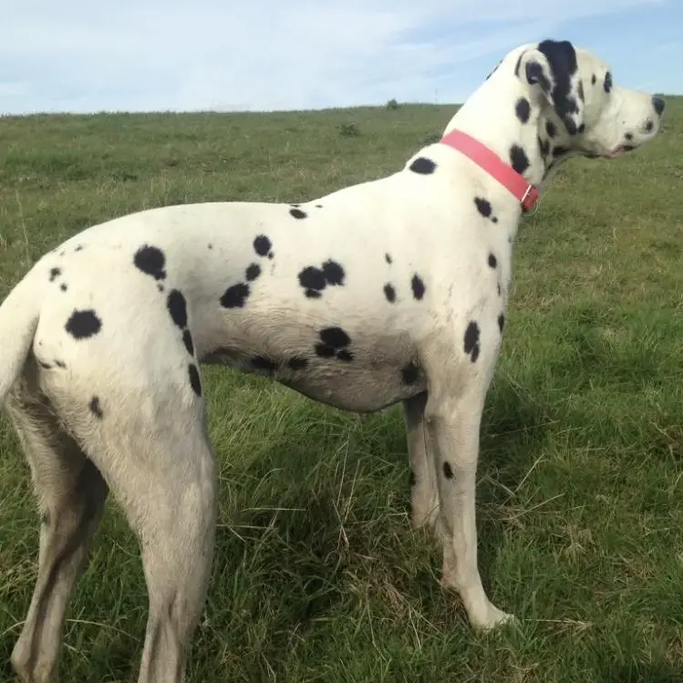Dalmatian