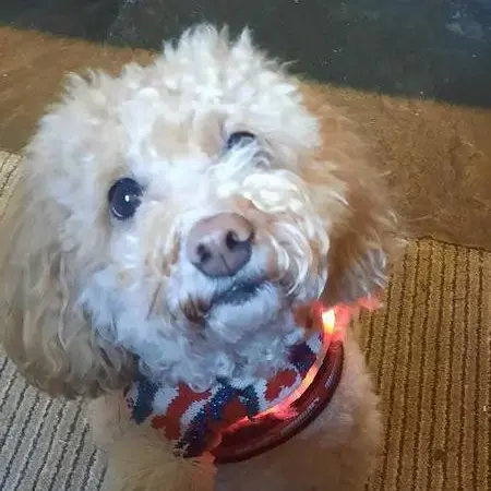 Poodle (Miniature)
