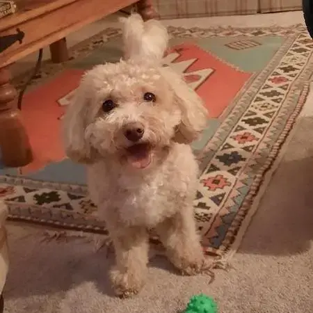 Poodle (Miniature)