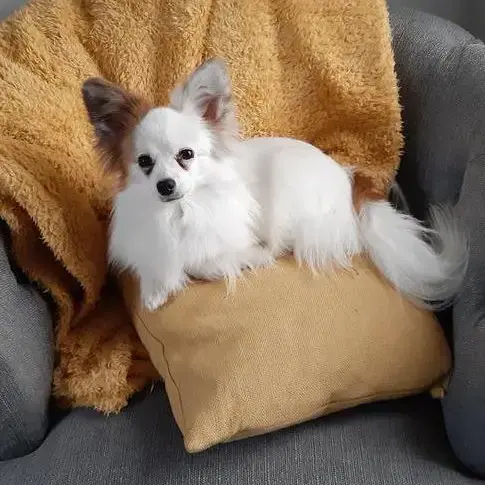 Papillon
