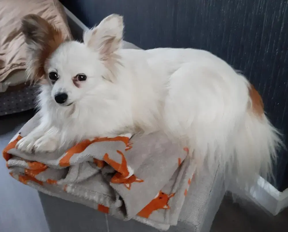 Papillon