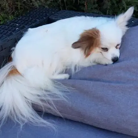 Papillon