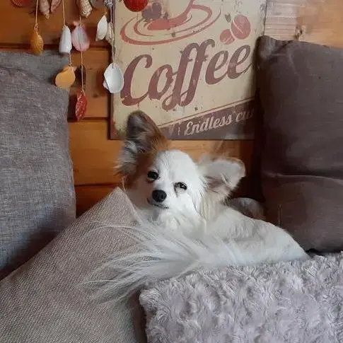 Papillon