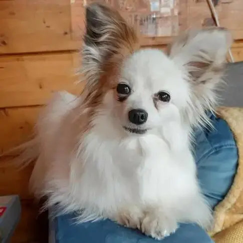 Papillon
