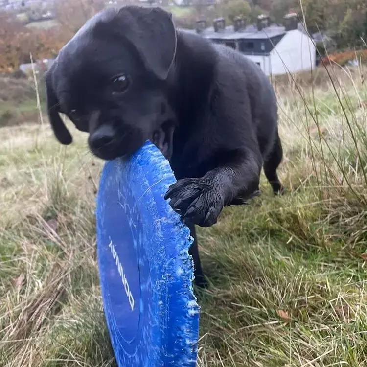 Puggle