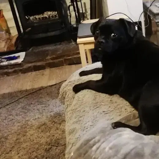 Puggle