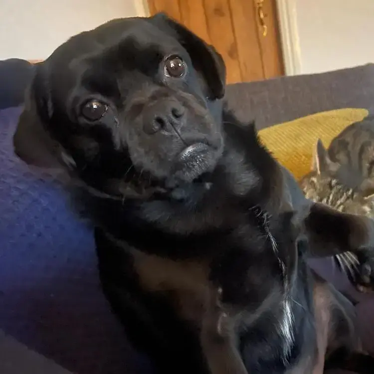 Puggle