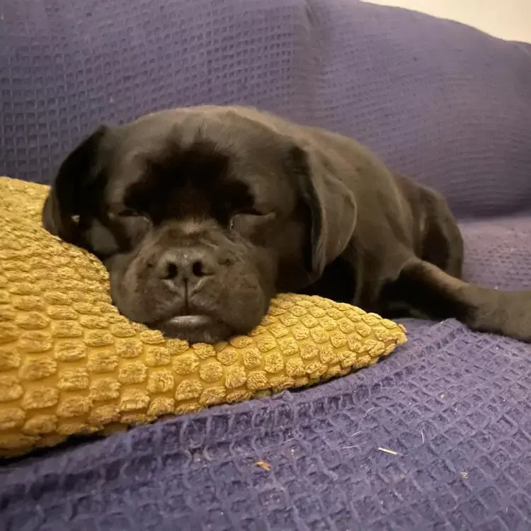 Puggle