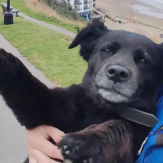 Collie (Rough)