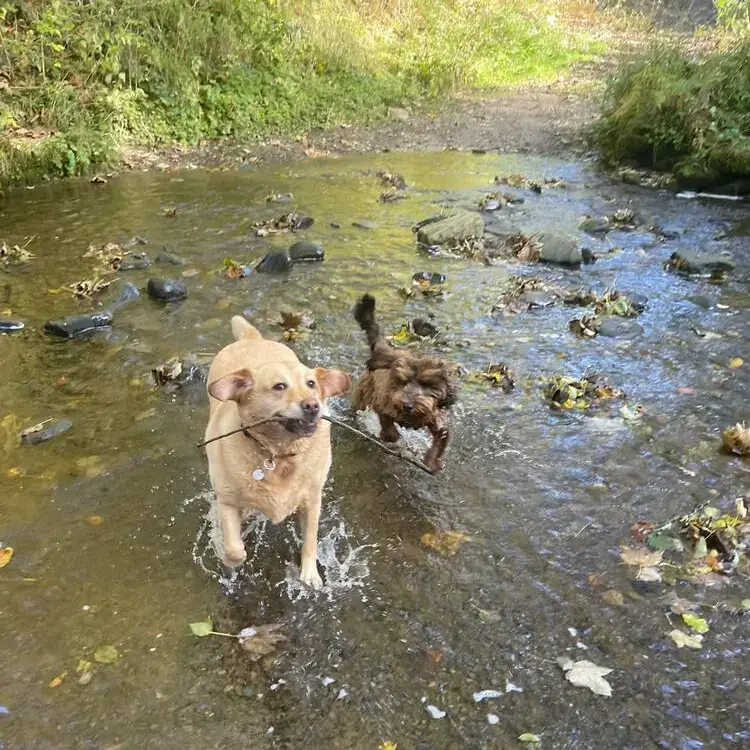 Labrador Retriever