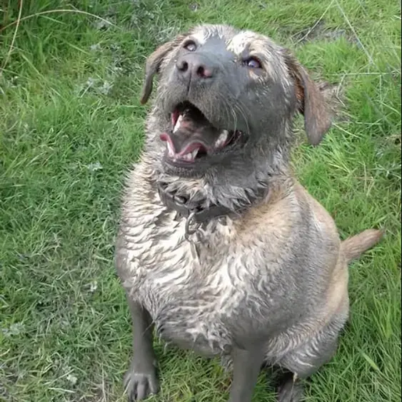 Labrador Retriever