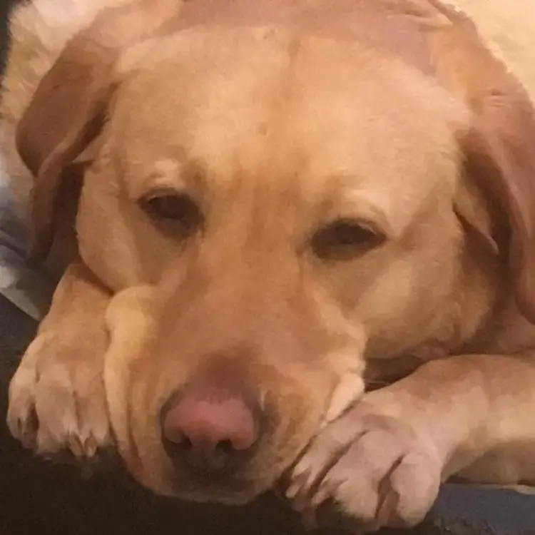 Labrador Retriever