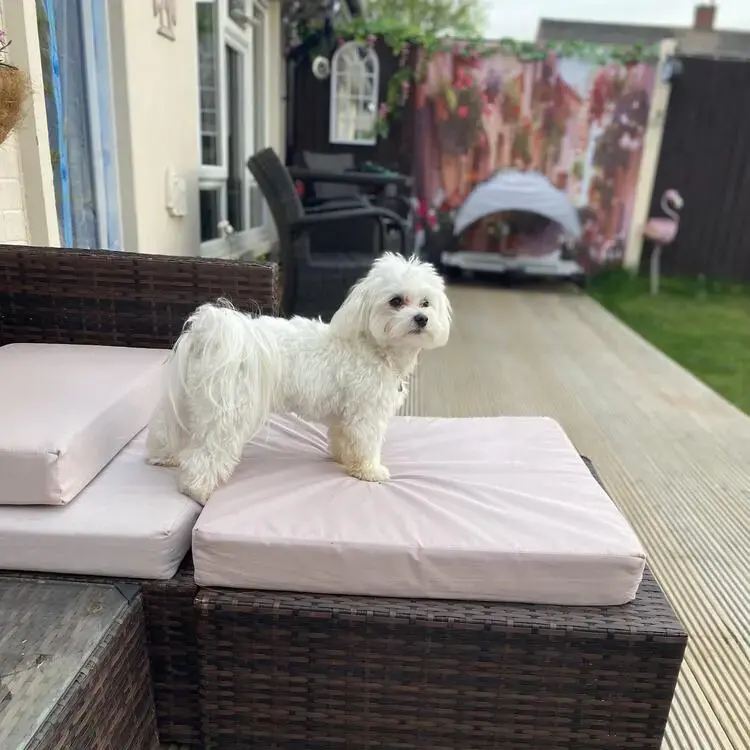 Maltese