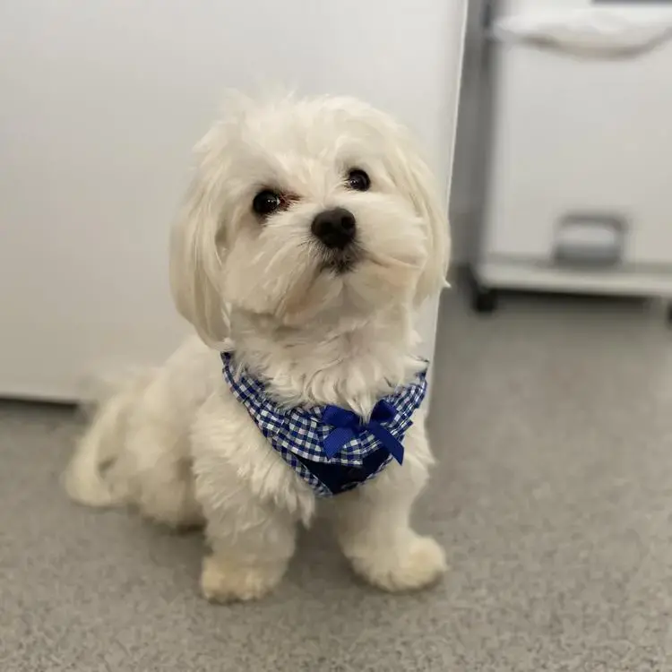 Maltese