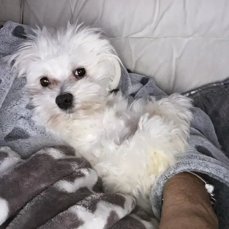 Maltese