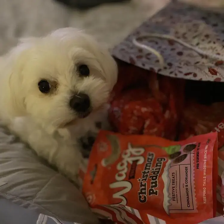 Maltese