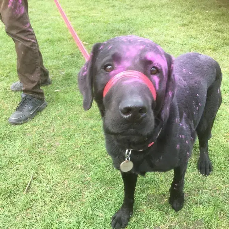 Labrador Retriever