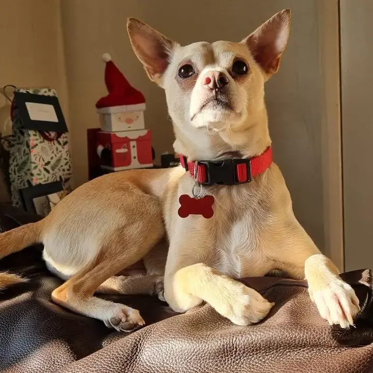 Chihuahua (Smooth Coat)