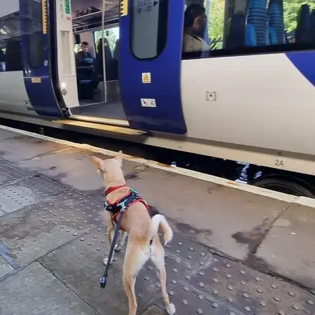 Chihuahua (Smooth Coat)