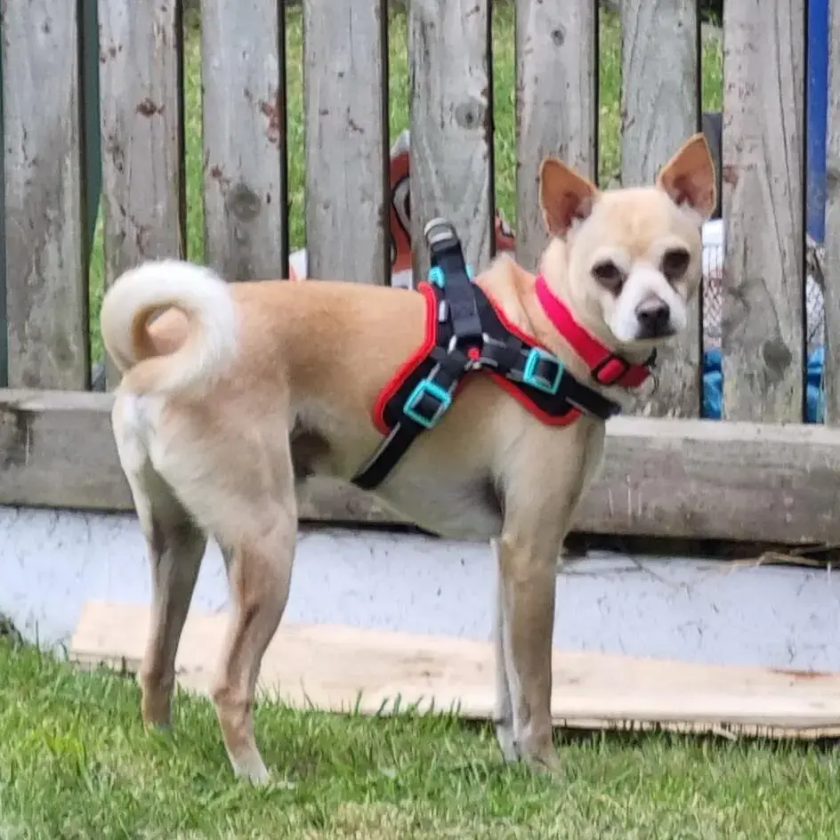 Chihuahua (Smooth Coat)