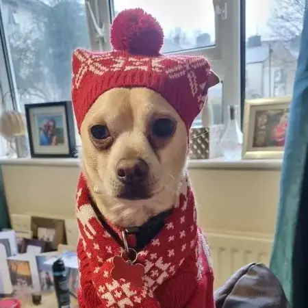 Chihuahua (Smooth Coat)