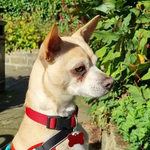 Chihuahua (Smooth Coat)