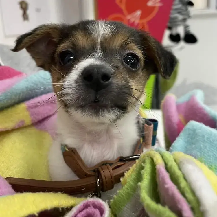 Jack Russell Terrier