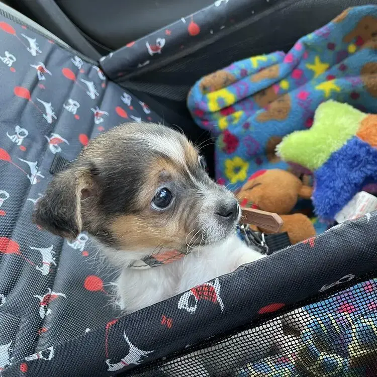 Jack Russell Terrier