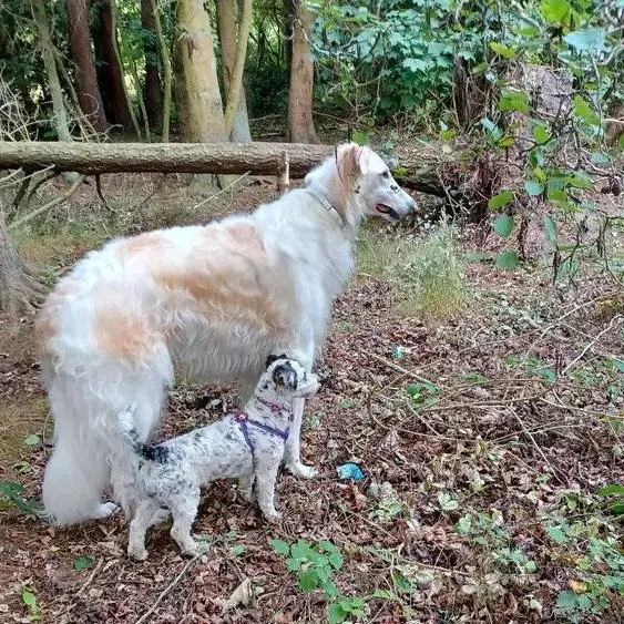 Borzoi