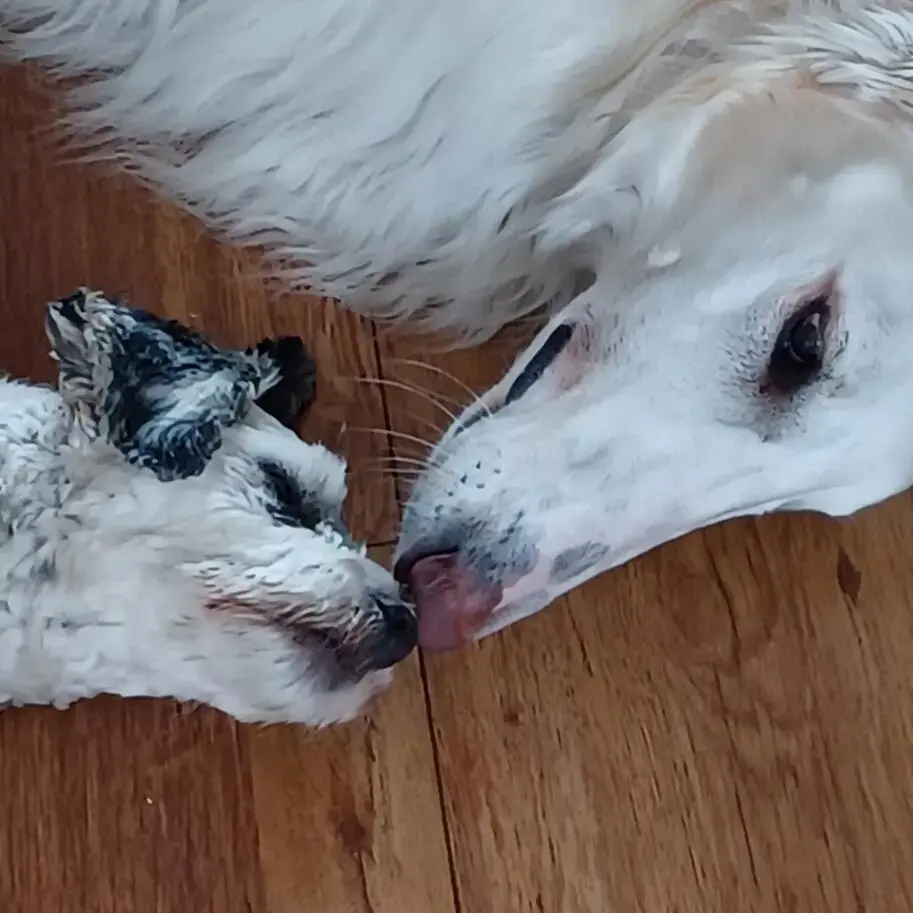 Borzoi