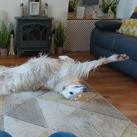 Borzoi