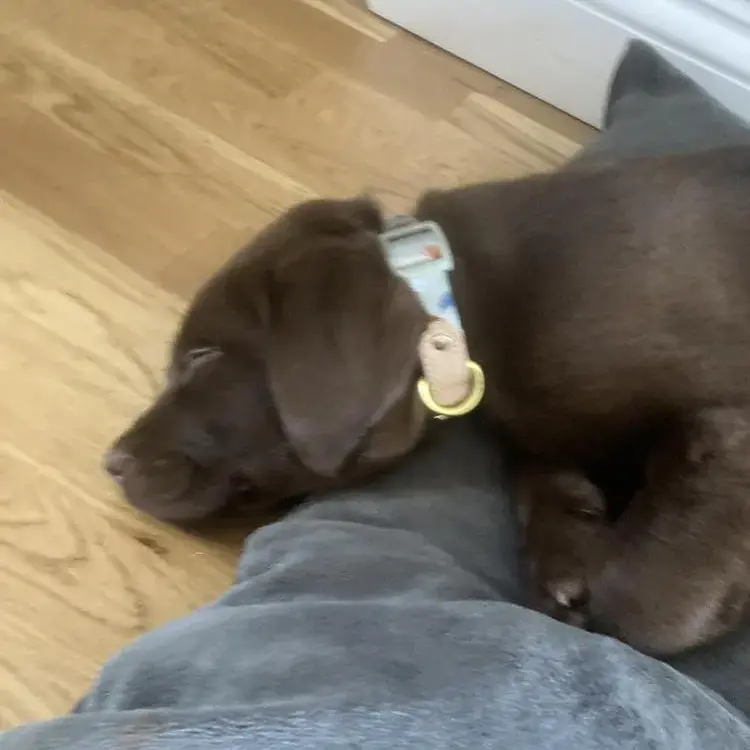 Labrador Retriever