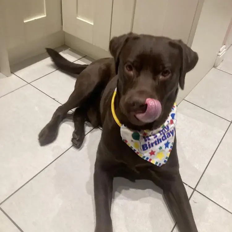 Labrador Retriever