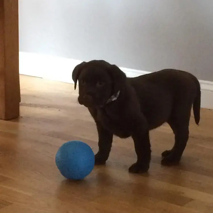 Labrador Retriever