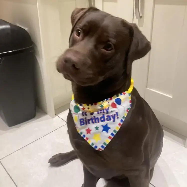 Labrador Retriever