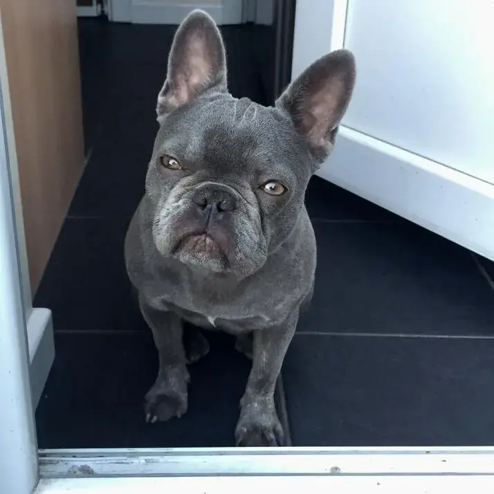 French Bulldog