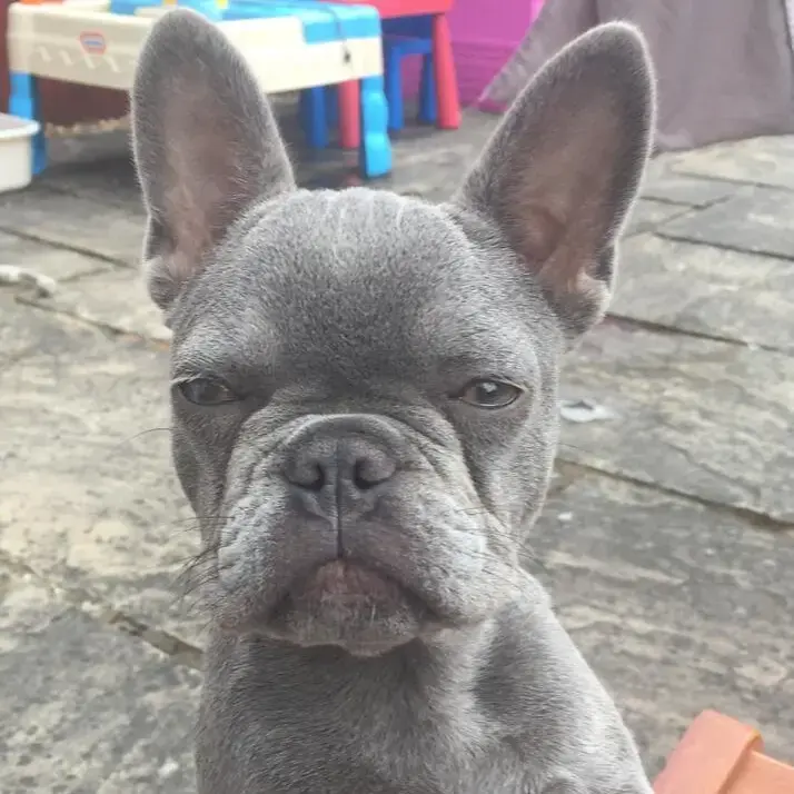 French Bulldog