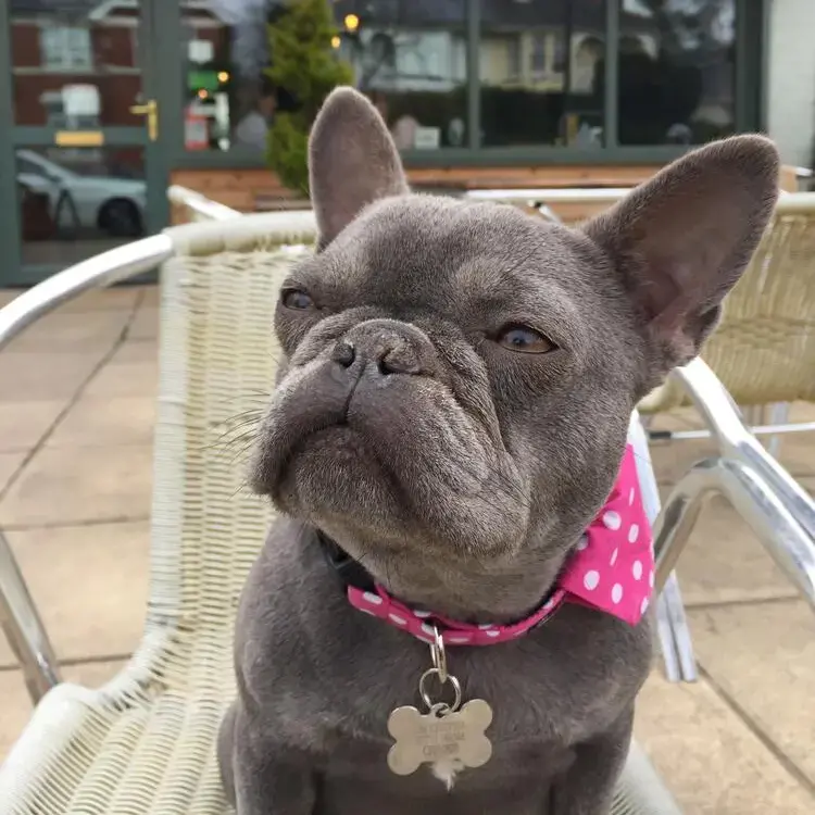 French Bulldog