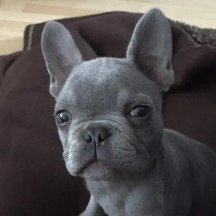 French Bulldog