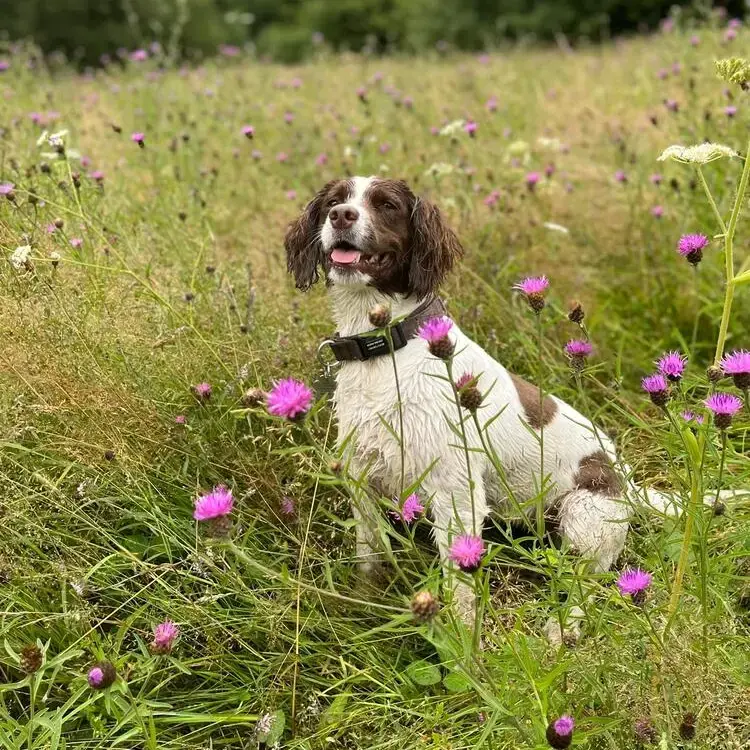 Welsh Springer Spaniel