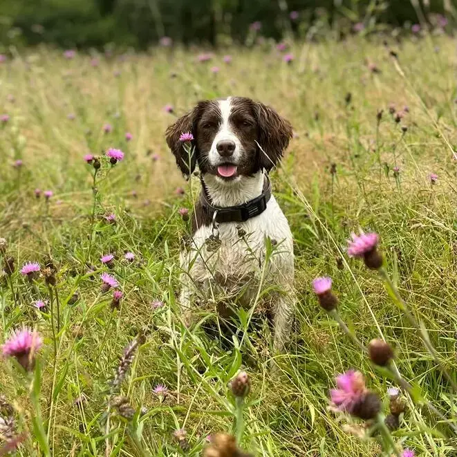 Welsh Springer Spaniel