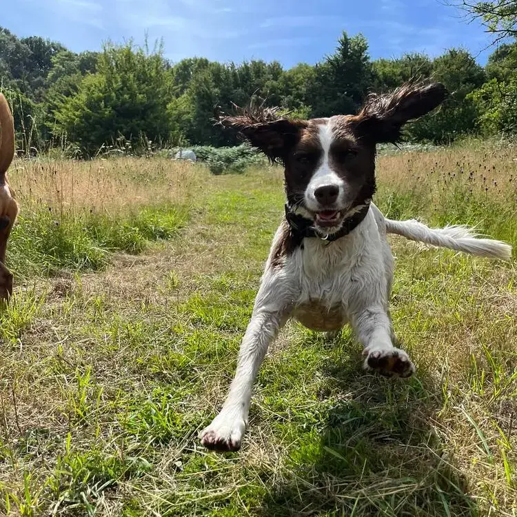Welsh Springer Spaniel