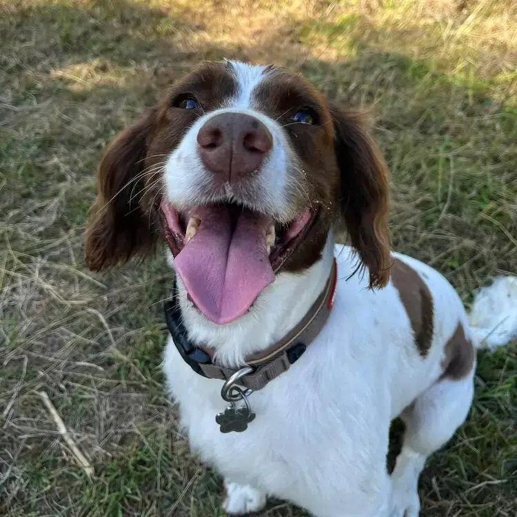 Welsh Springer Spaniel