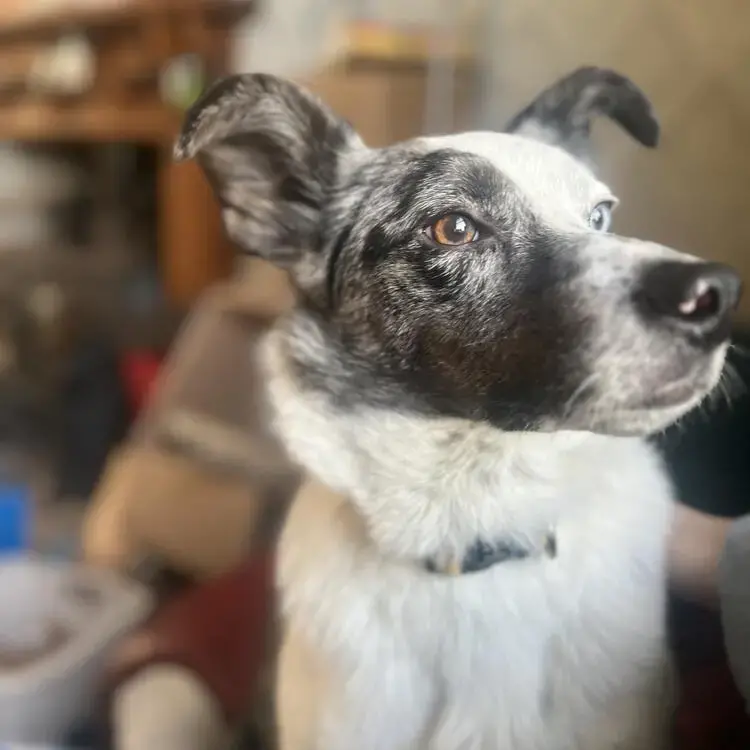 Border Collie