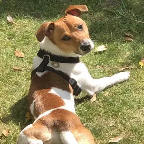 Jack Russell Terrier
