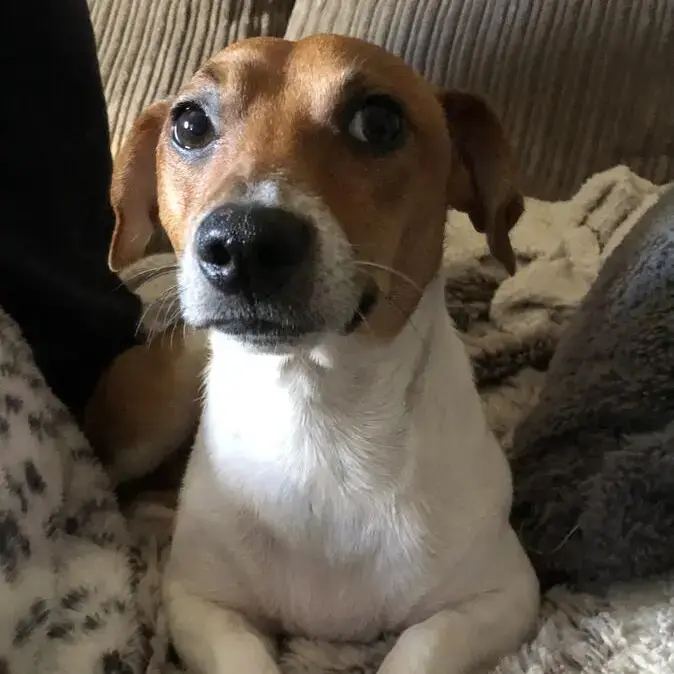 Jack Russell Terrier