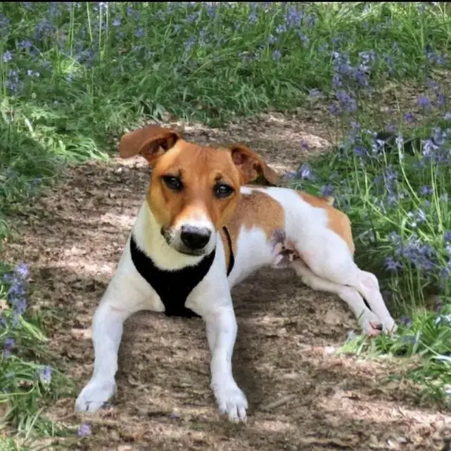 Jack Russell Terrier